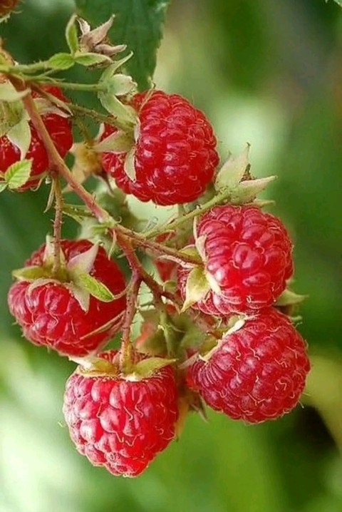 food, boysenberry háttérképek