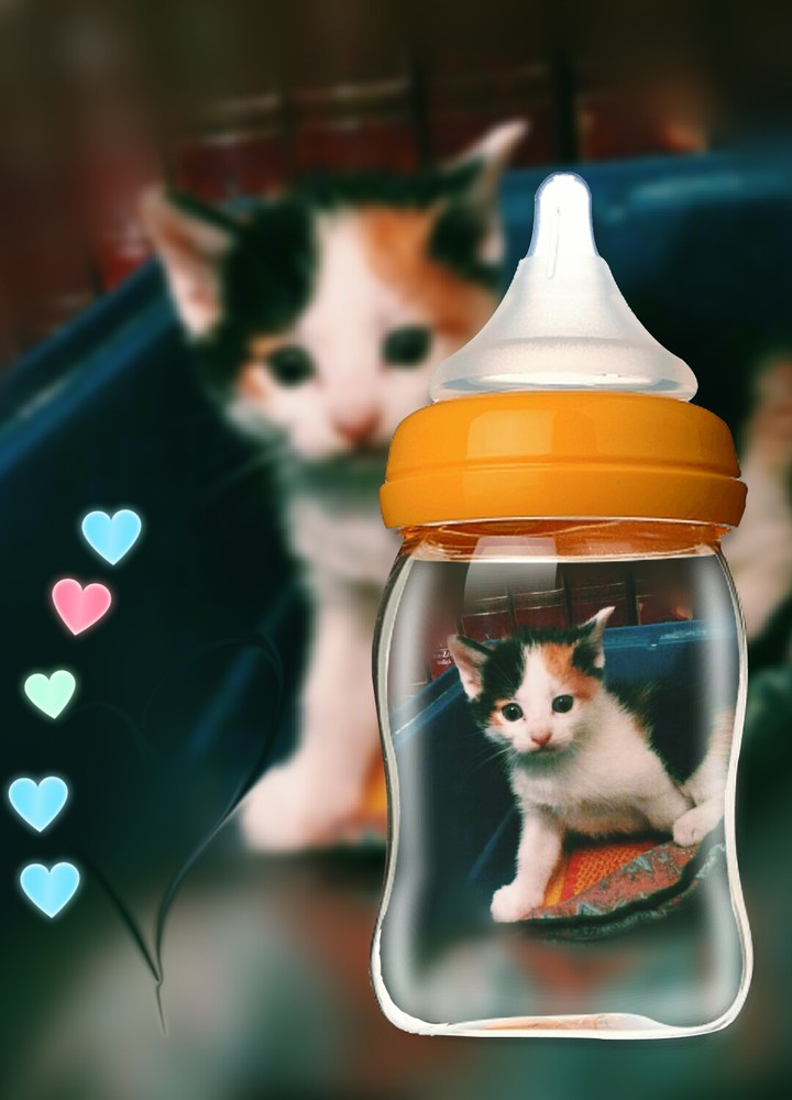 kitten