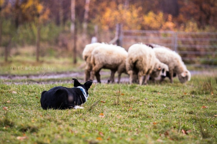 The Border Collie Because There Is No Better Dog