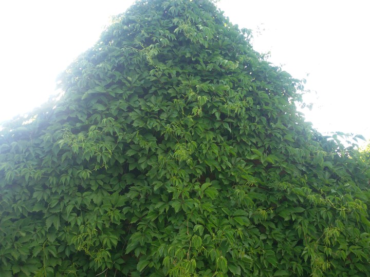 Ivy on the Wall