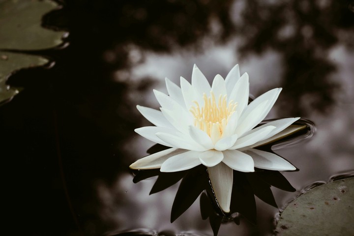 Seerose