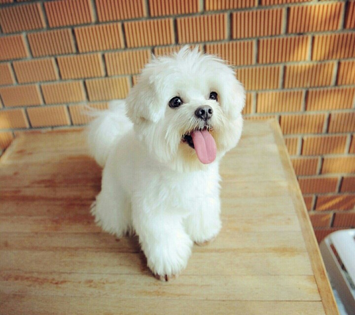 poodle?