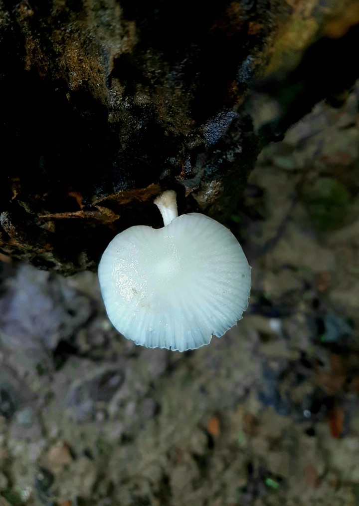 white mashroom