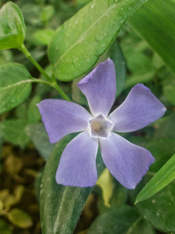 purple flower