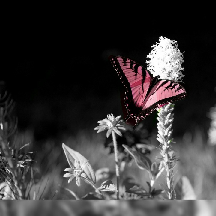 butterfly...