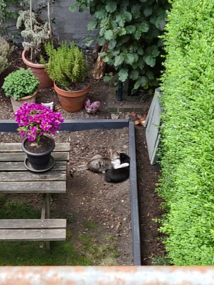 Cat's love