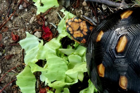Tortuga 7