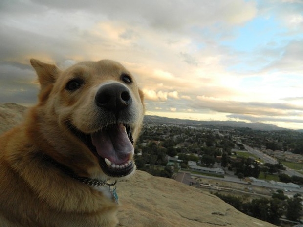 dog in town