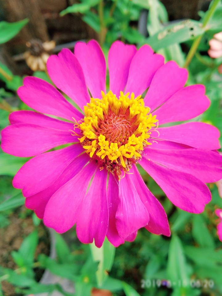 Pink flower