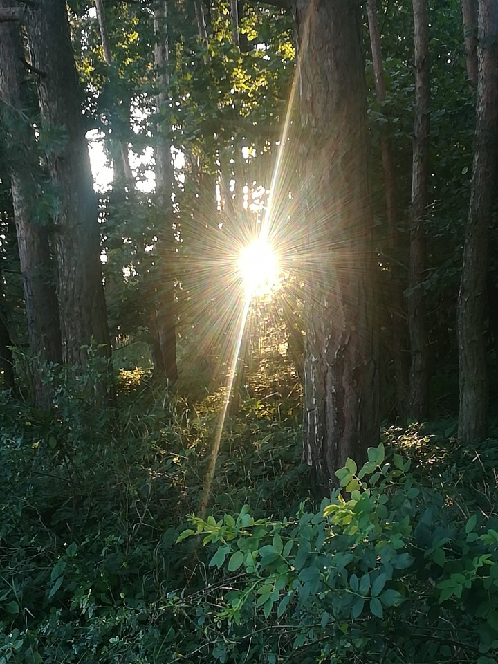 Forest sunshine