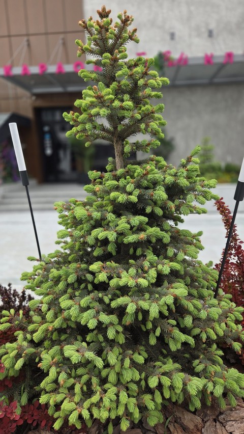 sfondi fir, conifers