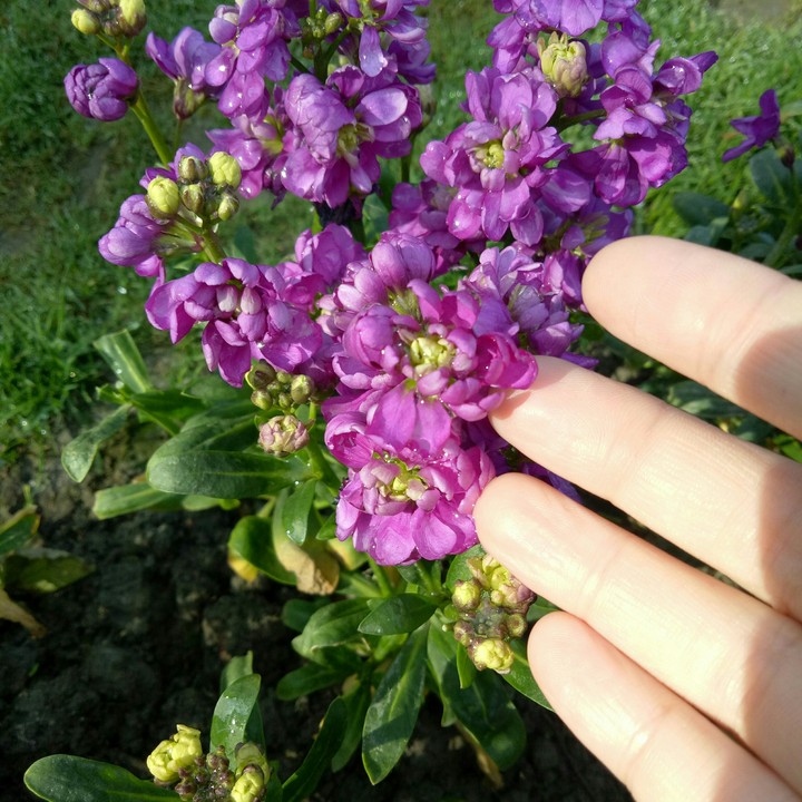 Lovely Flowers