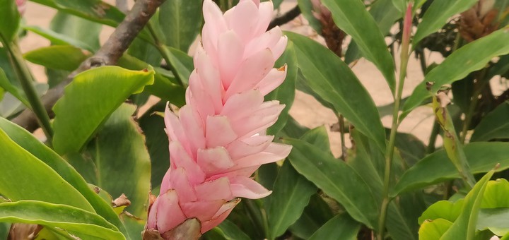pink love