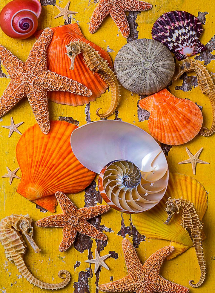 A Collection from the BEACH ?