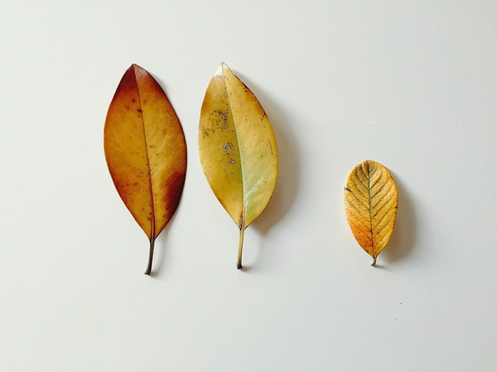 Leaves