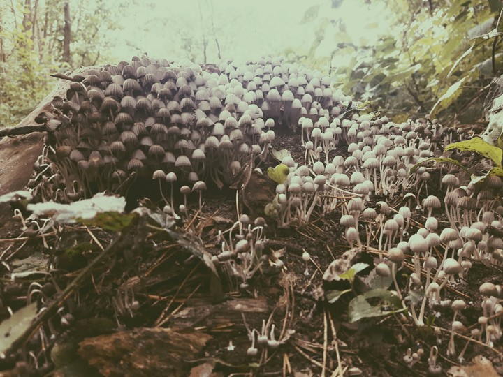 Mushroom