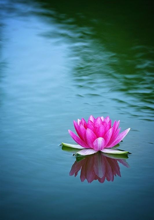 lotus
