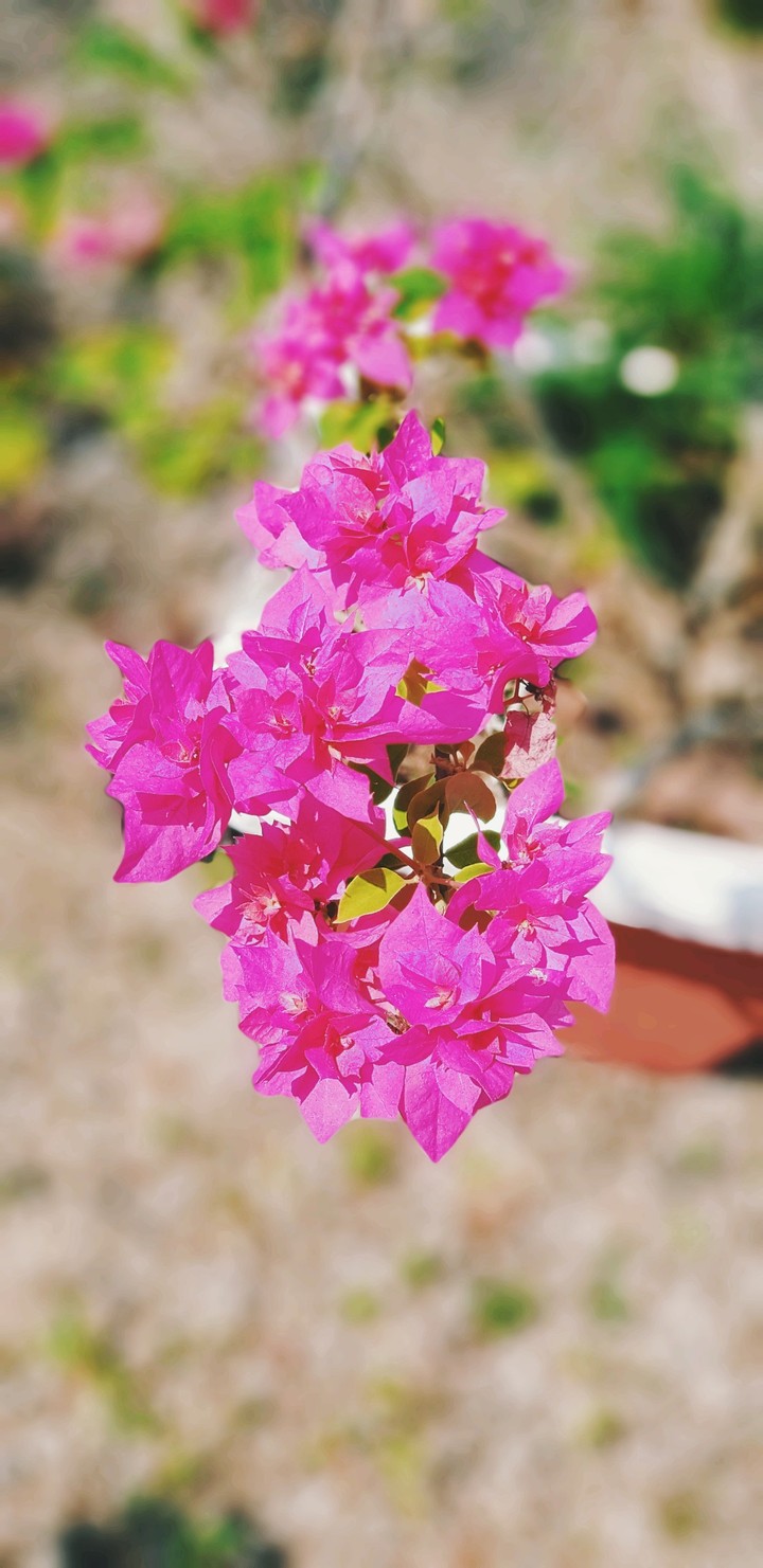 Flower #shamir