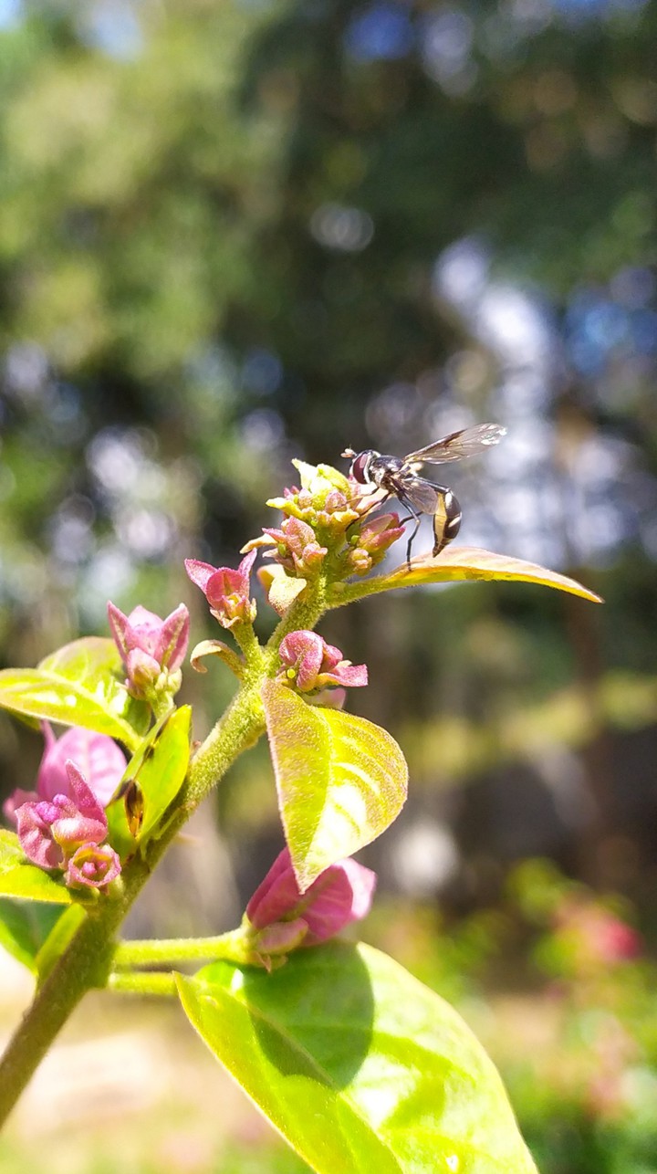 um inseto numa flor