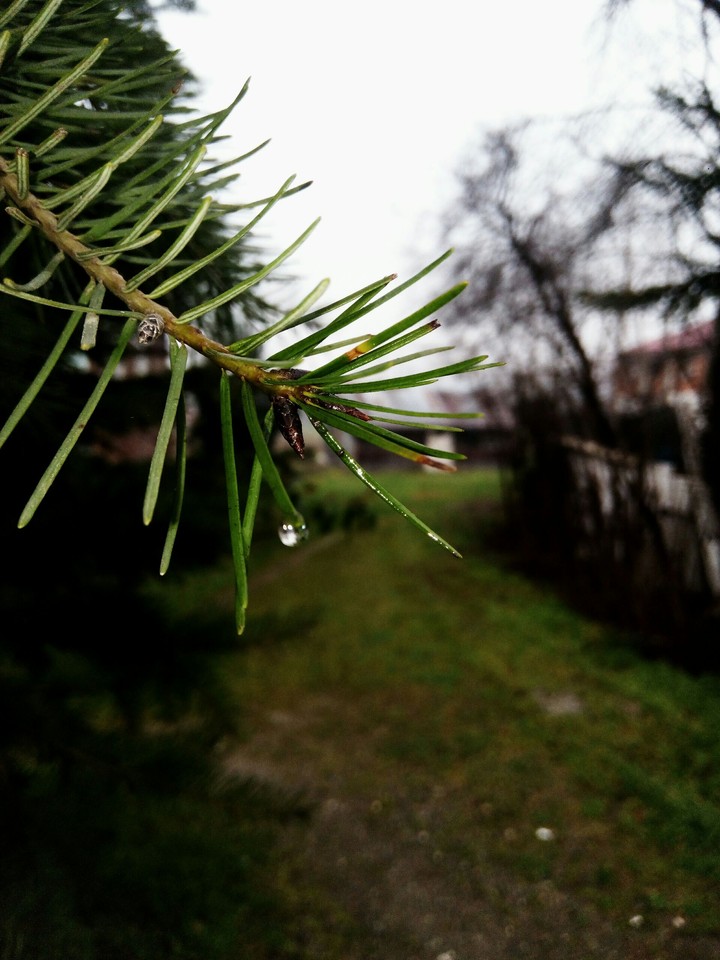 pine
