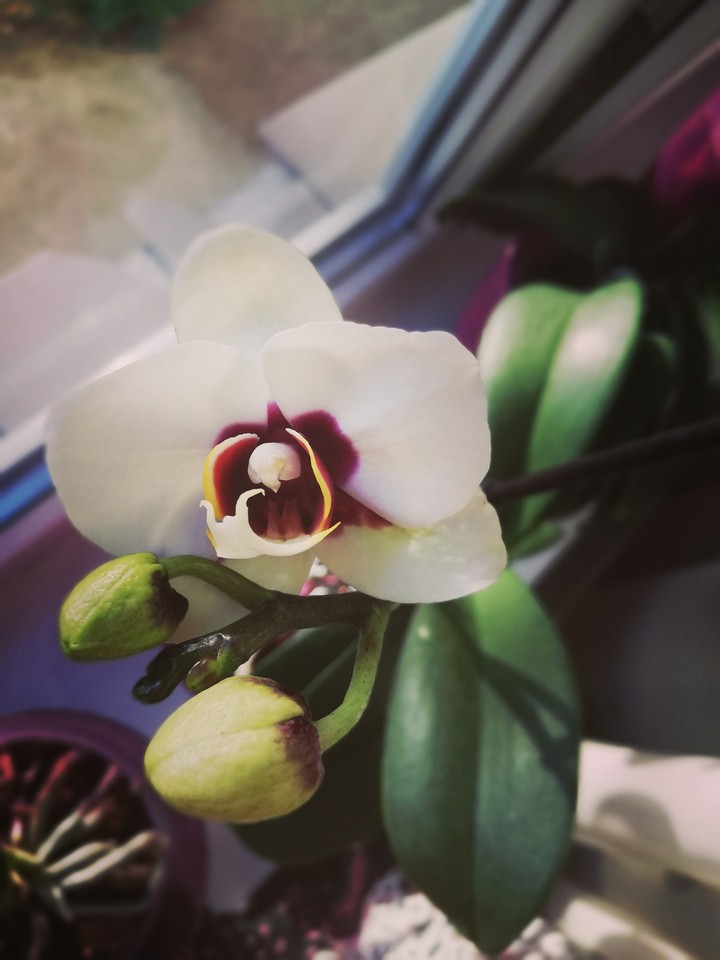 little beauty