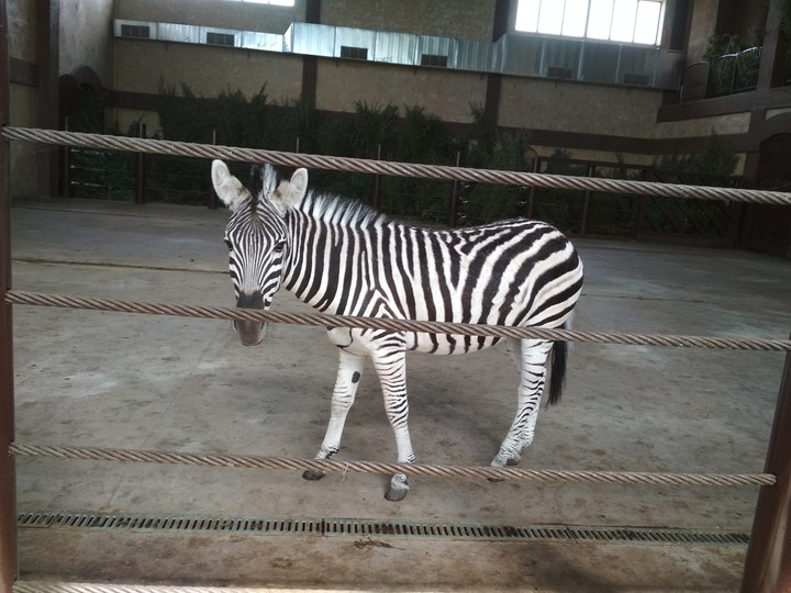 Zebra