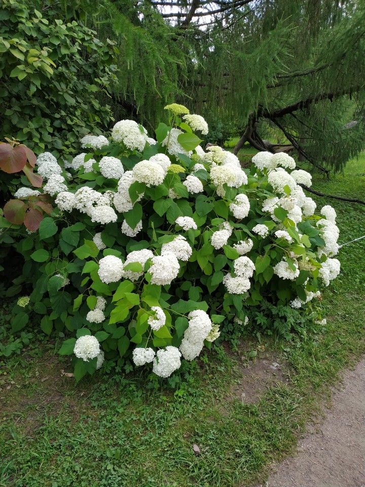 Hydrangea