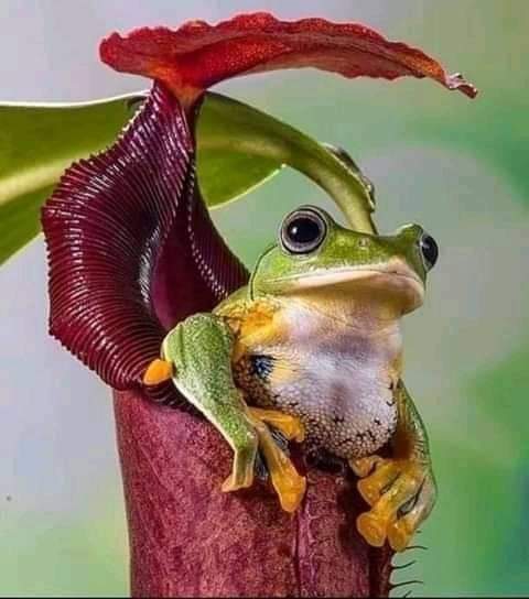 flower