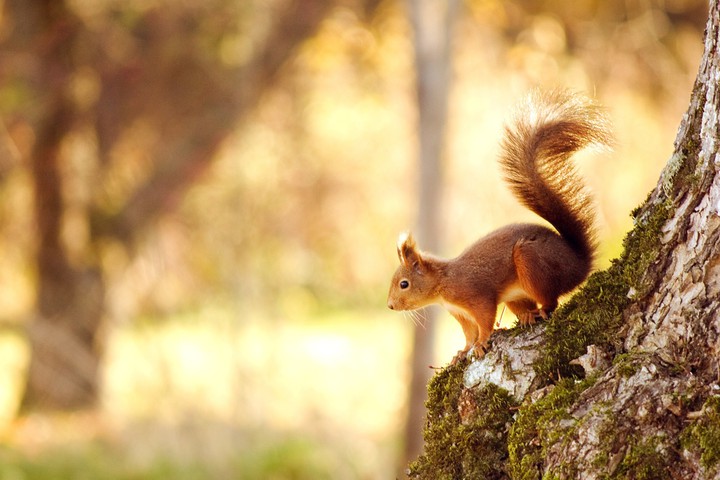 Squirrel