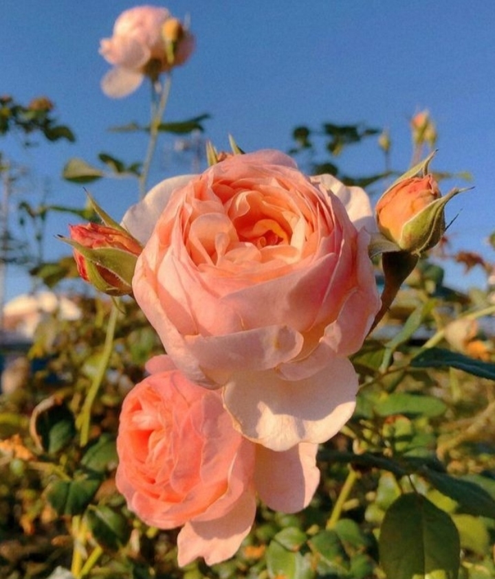 Y♥️ Roses