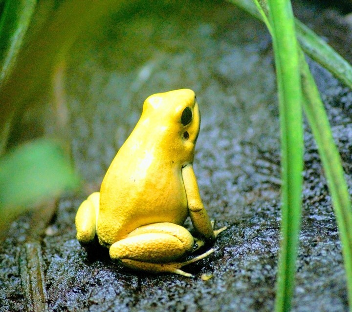 Frosch.