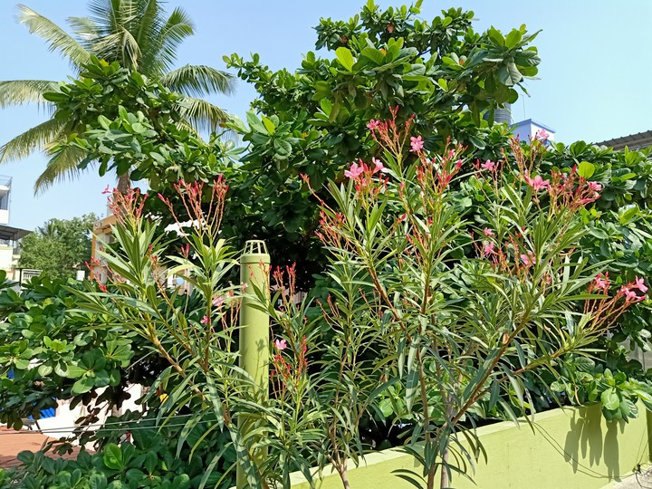 Terrace Plants