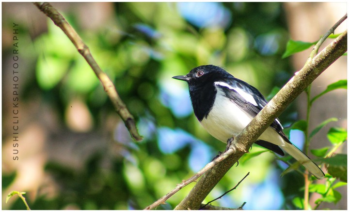 Magpie Robin