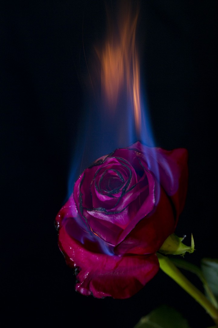 BURNING ROSE