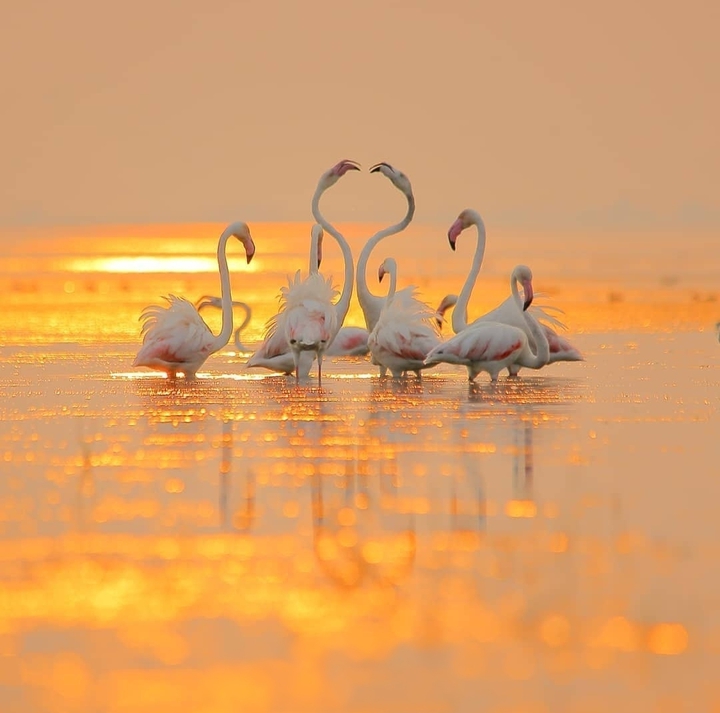 #flamingo