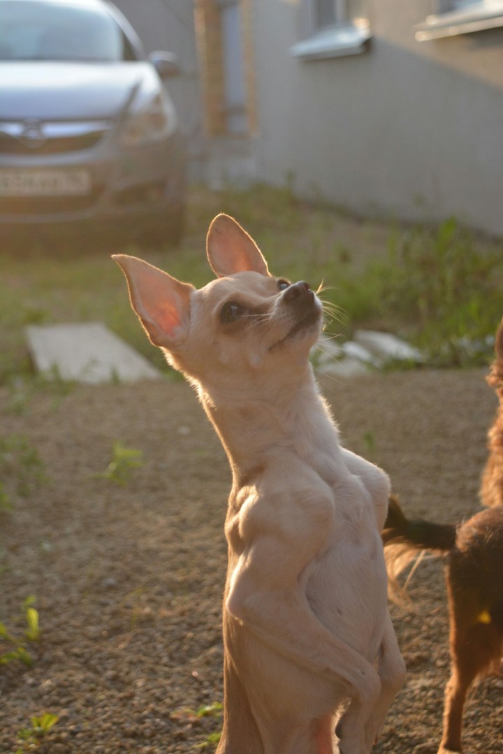 sunny dog