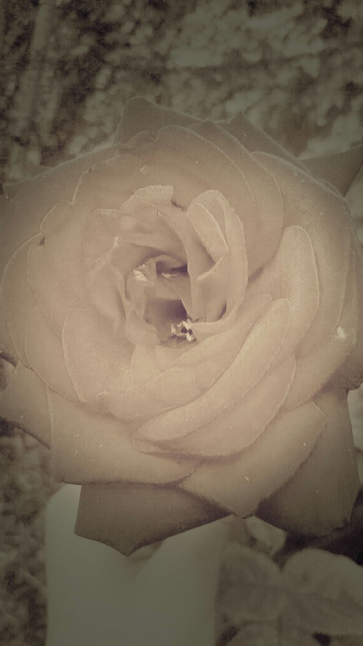 fleur