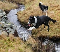 The Border Collie Because There Is No Better Dog