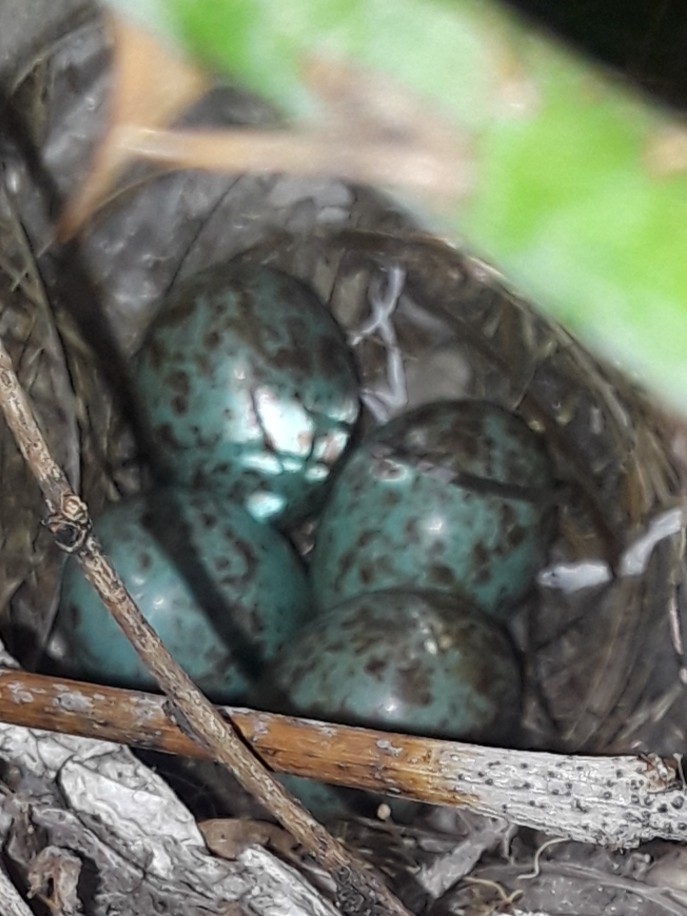 Birds Nest