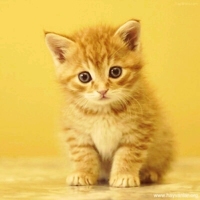 Very sweet