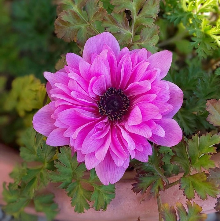 anemone