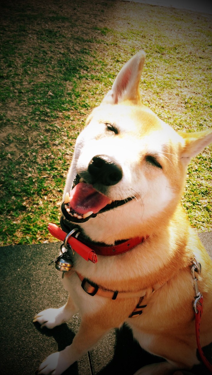 shiba