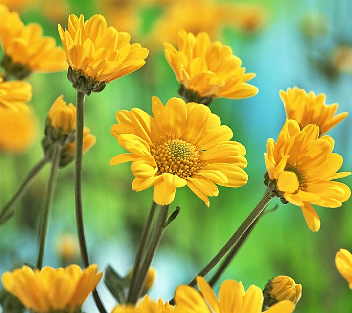 Flowers