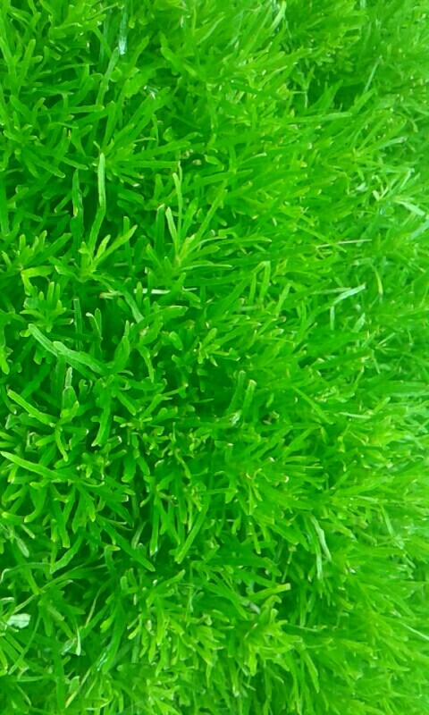 green forever