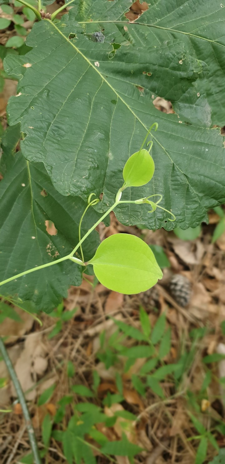 망개나무