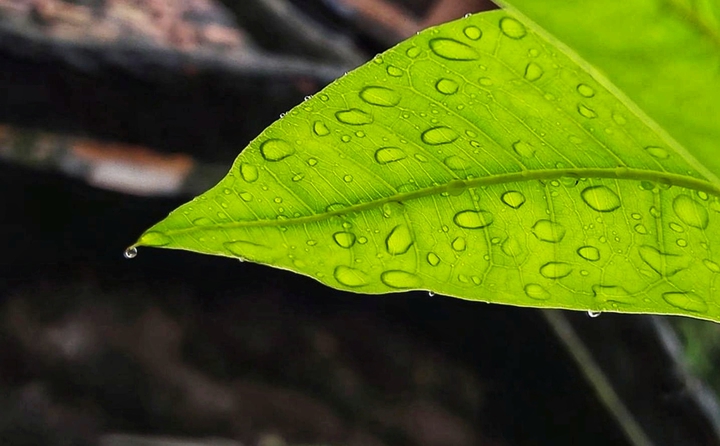 dewdrops