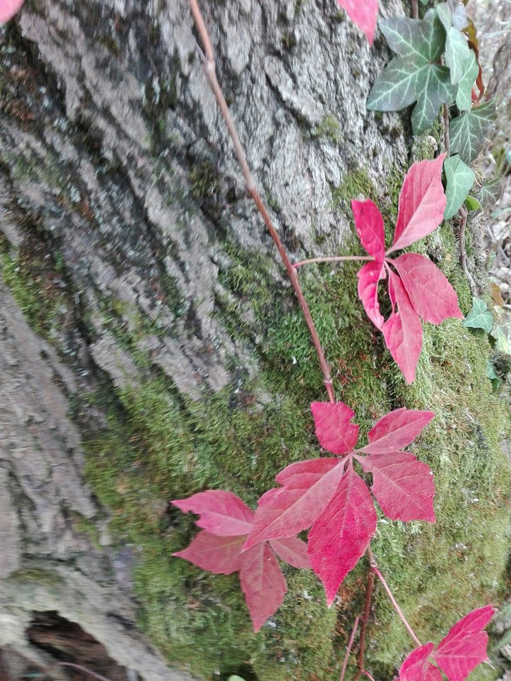 tree