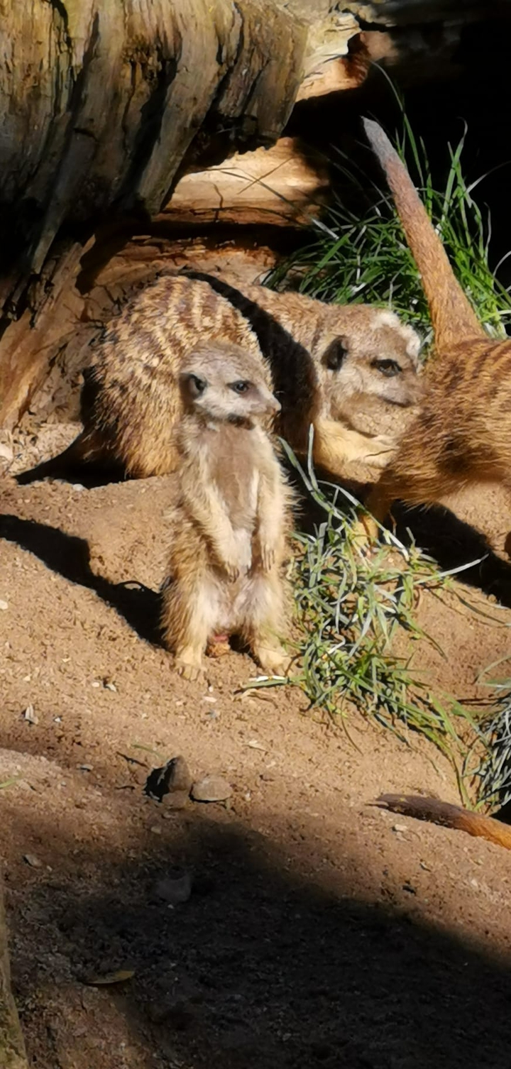 Tiere im Zoo