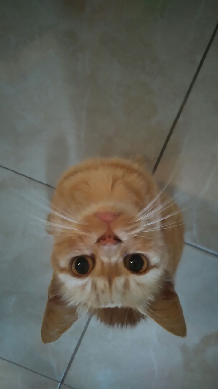 The Cat