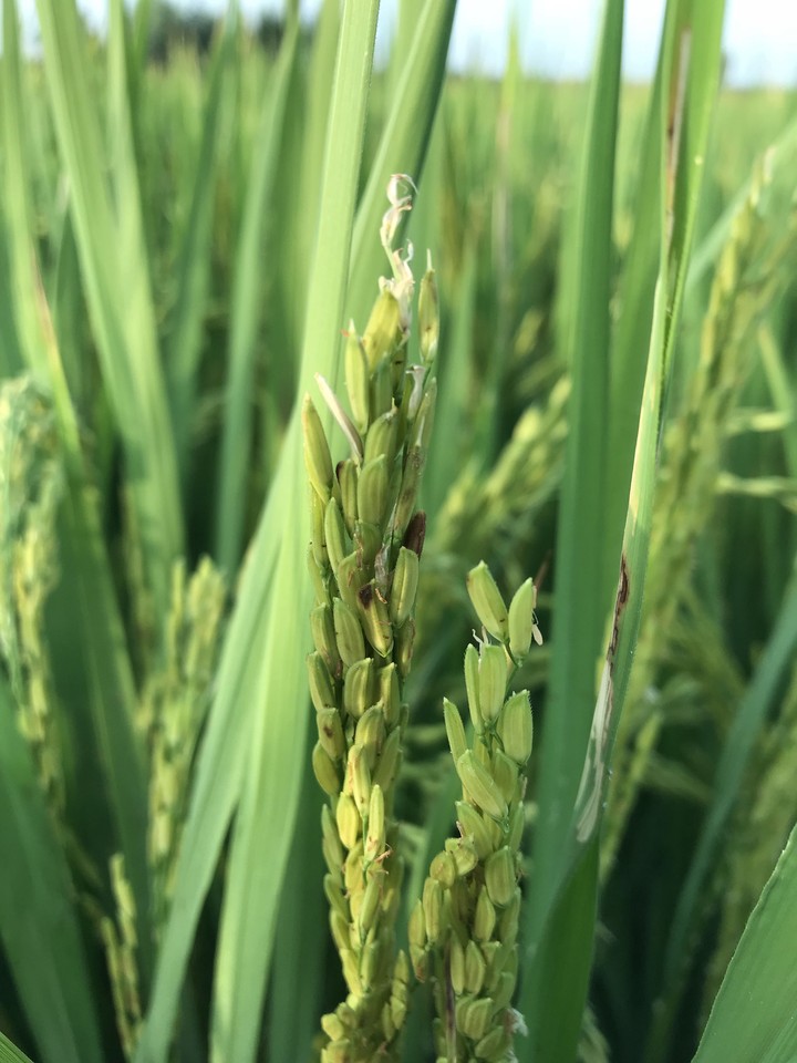 rice